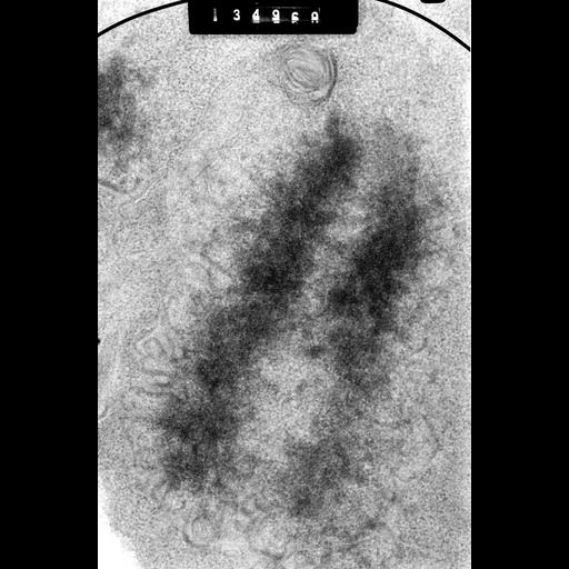  NCBI Organism:Cricetulus griseus; Cell Components:nuclear chromosome Biological process:mitosis, mitotic metaphase, chromosome organization;