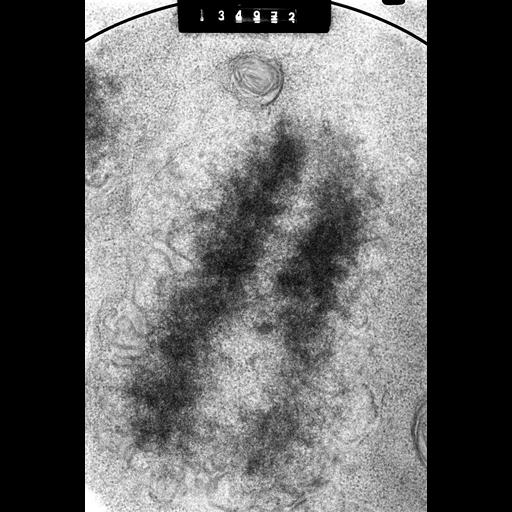  NCBI Organism:Cricetulus griseus; Cell Components:nuclear chromosome Biological process:mitosis, mitotic metaphase, chromosome organization;