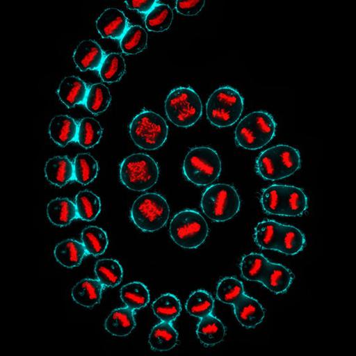  NCBI Organism:Homo sapiens; Cell Components:plasma membrane, condensed chromosome; Biological process:mitotic prophase, mitotic prometaphase, mitotic metaphase, mitotic anaphase, cytokinesis after mitosis;