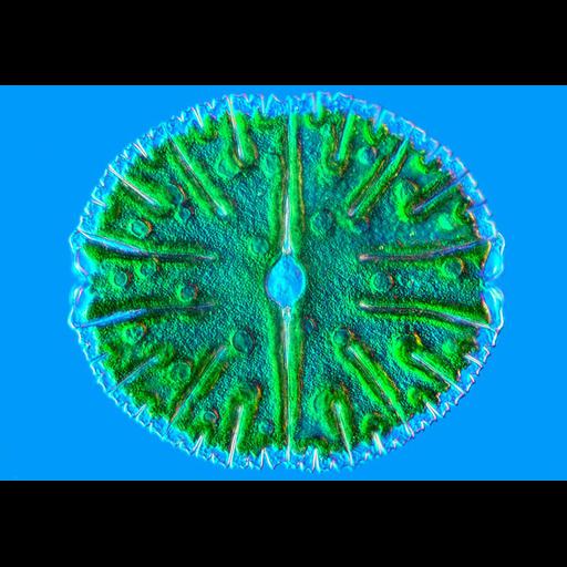  NCBI Organism:Micrasterias denticulata; Cell Components:, nucleus, ; Biological process:chloroplast localization, , conjugation;