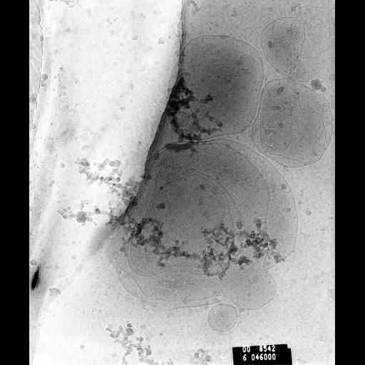  NCBI Organism:Bos sp.; Cell Components:mitochondrion, ; Biological process:aerobic respiration