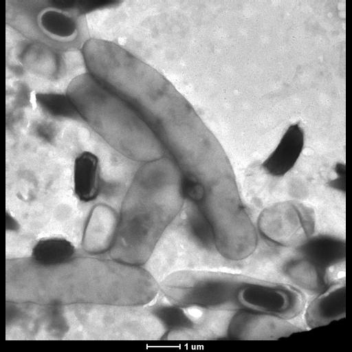  NCBI Organism:Bacillus thuringiensis; Cell Components:cell surface