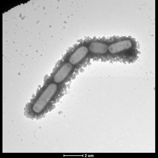  NCBI Organism:Bacillus thuringiensis; Cell Components:cell surface