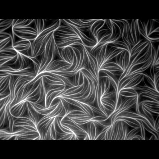  Cell Components:filamentous actin Biological process:actin polymerization or depolymerization