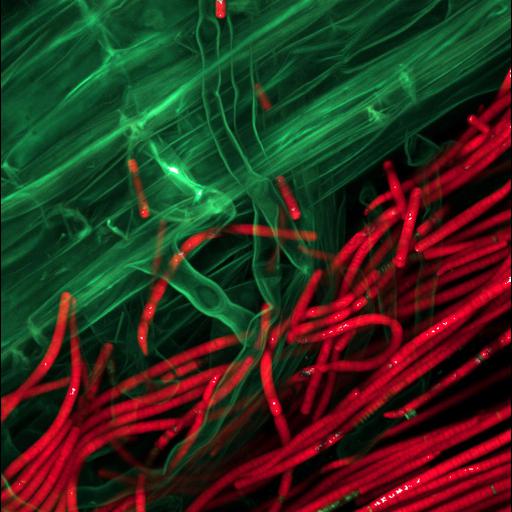  NCBI Organism:Cyanobacteria, Oryza, ; Cell Components:cell surface Biological process:bacterial cell surface binding