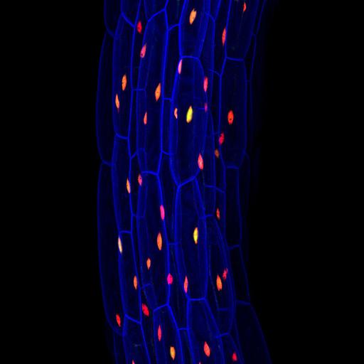  NCBI Organism:Arabidopsis thaliana; Cell Components:cell wall