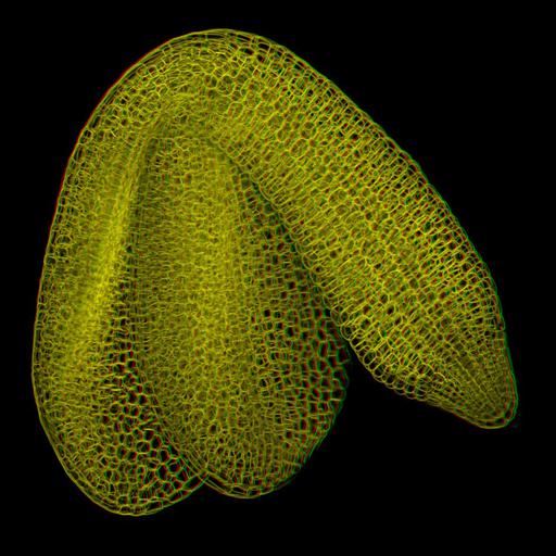  NCBI Organism:Arabidopsis thaliana; Cell Components:cell wall Biological process:embryonic morphogenesis