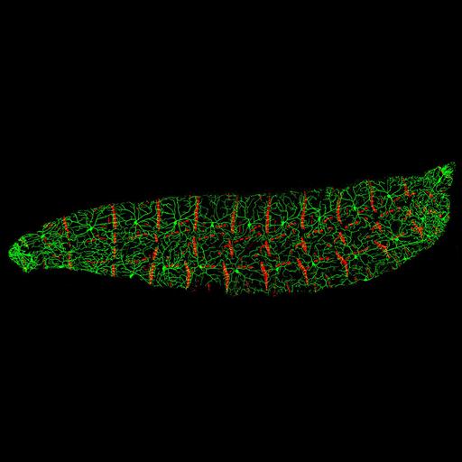  NCBI Organism:Drosophila melanogaster; Cell Types:muscle cell, sensory neuron; Cell Components:neuron projection