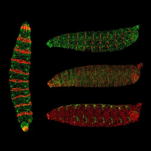  NCBI Organism:Drosophila melanogaster; Cell Types:epidermal cell, sensory neuron; Cell Components:neuron projection