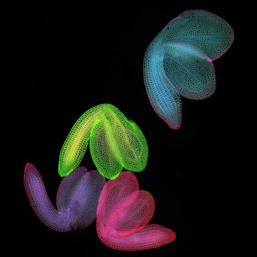  NCBI Organism:Arabidopsis thaliana; Cell Components:cell wall Biological process:embryonic morphogenesis