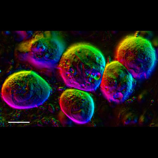  NCBI Organism:Homo sapiens; Cell Components:cell surface