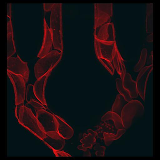  Cell Types:blood cell Cell Components:cell surface Biological process:blood circulation