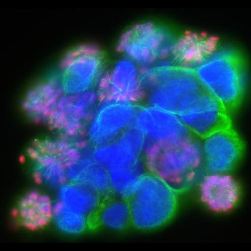  NCBI Organism:Homo sapiens; Cell Components:nucleus, microtubule, ; Biological process:cytoskeleton organization, ;