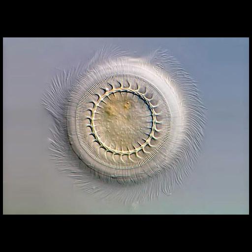  Cell Components:cilium