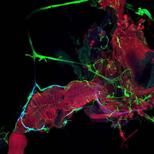  NCBI Organism:Drosophila melanogaster; Cell Types:muscle cell, neuron; Cell Components:actin filament, , neuron projection;