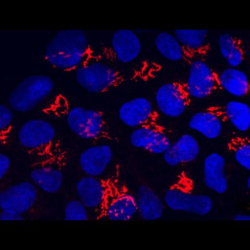  NCBI Organism:Homo sapiens; Cell Types:embryonic stem cell Cell Components:nucleus, Golgi apparatus;