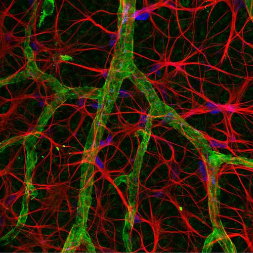  NCBI Organism:Rattus; Cell Types:astrocyte