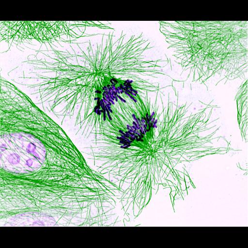  NCBI Organism:Sus scrofa domestica; Cell Types:epithelial cell Cell Components:spindle microtubule, aster, cytoplasmic chromosome, nucleus; Biological process:mitosis, mitotic anaphase;