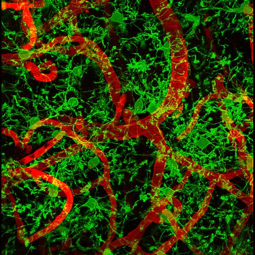  NCBI Organism:Mus musculus; Cell Types:microglial cell Biological process:microglial cell activation involved in immune response