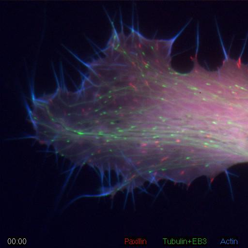  NCBI Organism:Carassius auratus auratus; Cell Types:fibroblast Cell Components:microtubule cytoskeleton, actin cytoskeleton, focal adhesion; Biological process:cytoskeleton organization, substrate-dependent cell migration;