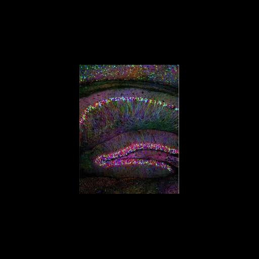  NCBI Organism:Mus musculus; Cell Types:neuron Cell Components:neuron projection Biological process:neuron projection morphogenesis