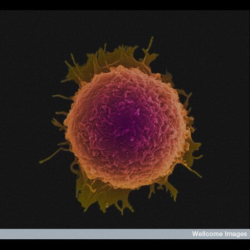  Cell Components:cell surface, ruffle membrane;