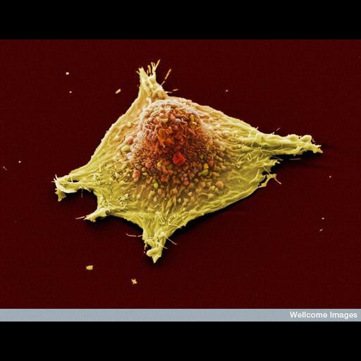  Cell Components:cell surface, ruffle membrane;