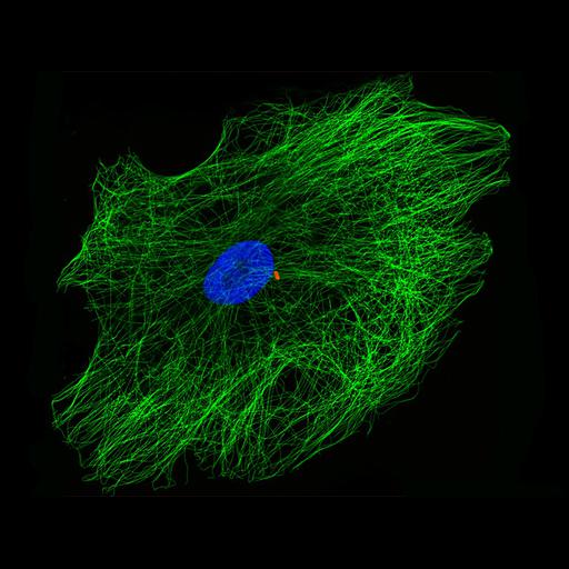  NCBI Organism:Homo sapiens; Cell Types:fibroblast of gingiva Cell Components:centriole, microtubule, nucleus;