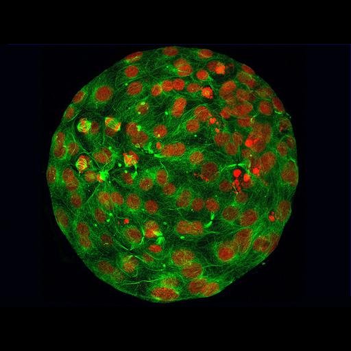  NCBI Organism:Homo sapiens; Cell Types:early embryonic cell Cell Components:nucleus, microtubule;