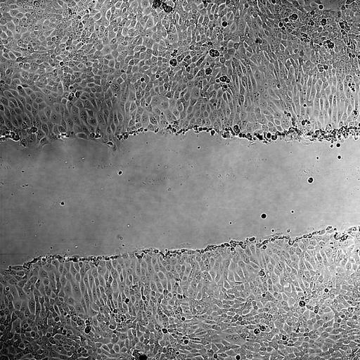  NCBI Organism:Mus musculus; Biological process:, ;