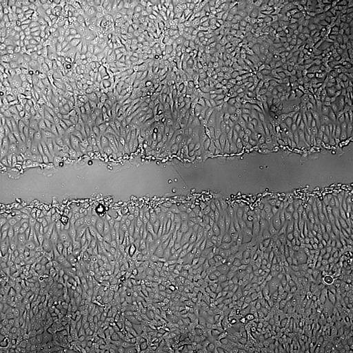  NCBI Organism:Mus musculus; Biological process:, ;