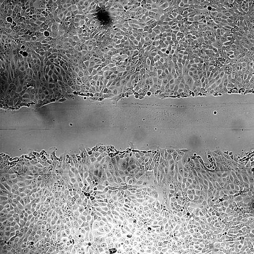  NCBI Organism:Mus musculus; Biological process:, ;