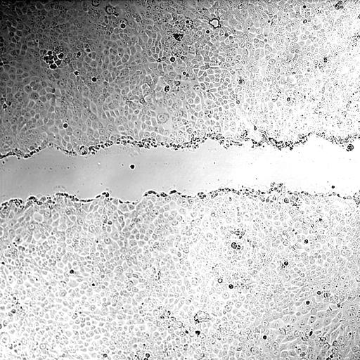  NCBI Organism:Mus musculus; Biological process:, ;