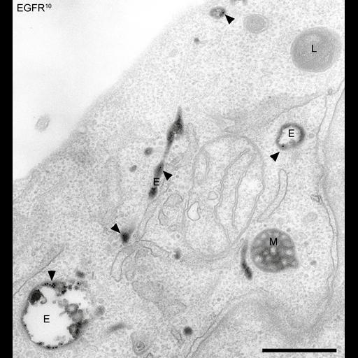  NCBI Organism:Homo sapiens; Cell Components:early endosome, late endosome, lysosome;