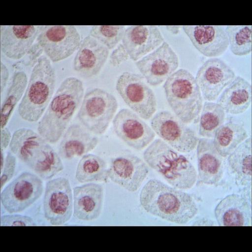  NCBI Organism:Allium cepa; Cell Components:nucleus, condensed chromosome; Biological process:mitosis