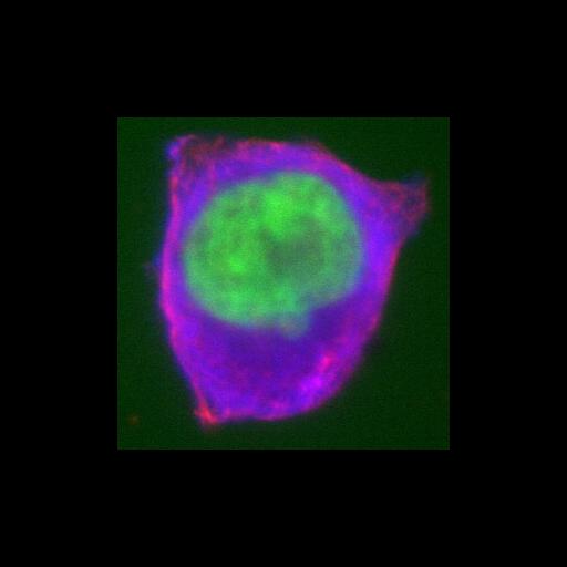  NCBI Organism:Homo sapiens; Cell Types:epithelial cell Cell Components:condensed chromosome, mitotic spindle; Biological process:nuclear division