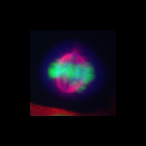  NCBI Organism:Homo sapiens; Cell Types:epithelial cell Cell Components:condensed chromosome, mitotic spindle; Biological process:nuclear division