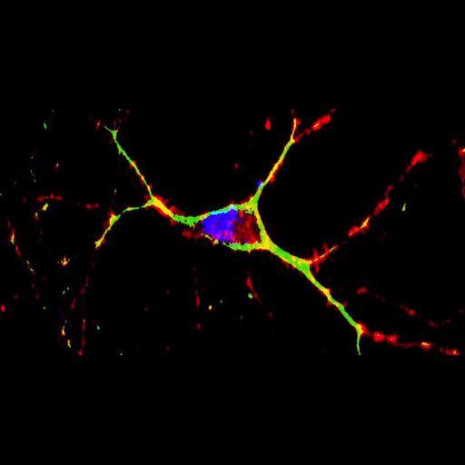  NCBI Organism:Mus musculus; Cell Components:mitochondrion