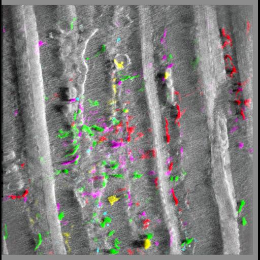  NCBI Organism:Mus musculus; Cell Types:epidermal cell, endodermal cell, , muscle cell; Cell Components:cytoplasm, , , ;