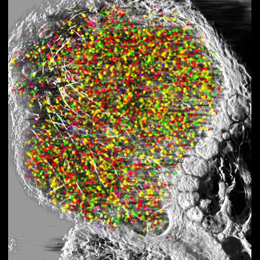  NCBI Organism:Mus musculus; Cell Components:cytoplasm