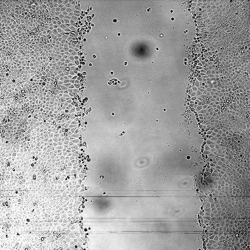  NCBI Organism:Canis lupus familiaris; Cell Types:kidney epithelial cell Biological process:wound healing, spreading of epidermal cells, ;