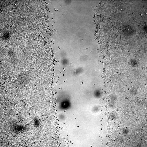  NCBI Organism:Canis lupus familiaris; Cell Types:kidney epithelial cell Biological process:wound healing, spreading of epidermal cells, ;