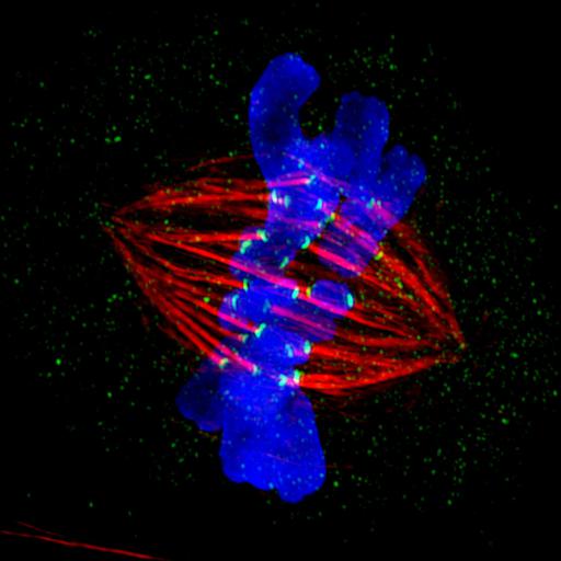  NCBI Organism:Hypsiprymnodon moschatus; Cell Types:kidney epithelial cell Cell Components:mitotic spindle, nuclear chromosome, kinetochore; Biological process:mitosis, mitotic metaphase;