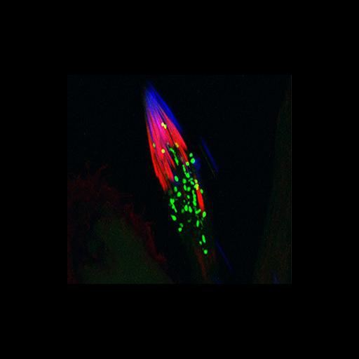  NCBI Organism:Drosophila melanogaster; Cell Types:spermatid Cell Components:cytoskeleton, proteasome complex; Biological process:spermatogenesis