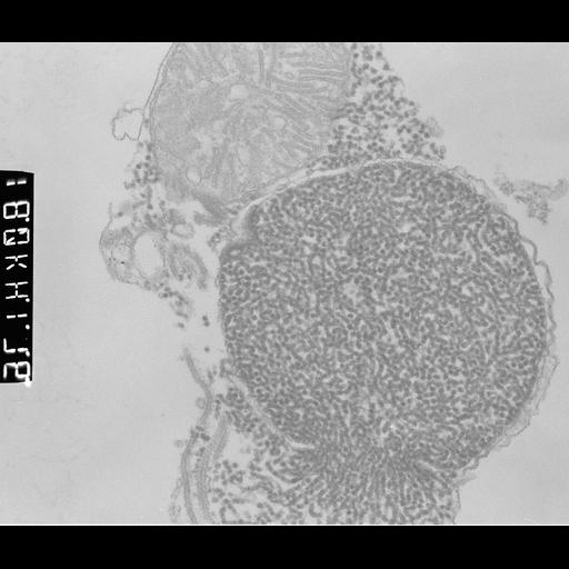  NCBI Organism:Patiria miniata; Cell Types:sperm Cell Components:male germ cell nucleus Biological process:reproduction, nucleus organization;