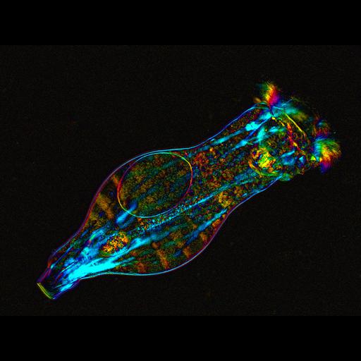  NCBI Organism:Philodina roseola; Cell Types:oocyte Cell Components:, centrosomal corona, ; Biological process:organelle organization