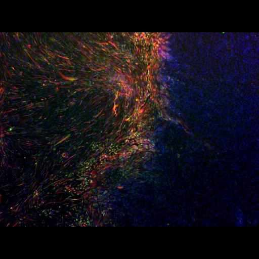  NCBI Organism:Homo sapiens; Cell Types:pluripotent stem cell Biological process:neuron differentiation