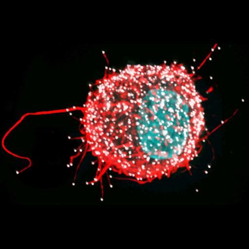  NCBI Organism:Homo sapiens; Cell Types:dendritic cell Cell Components:filopodium Biological process:viral infectious cycle