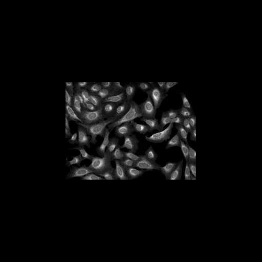  NCBI Organism:Homo sapiens; Cell Components:cell Biological process:response to chemical stimulus