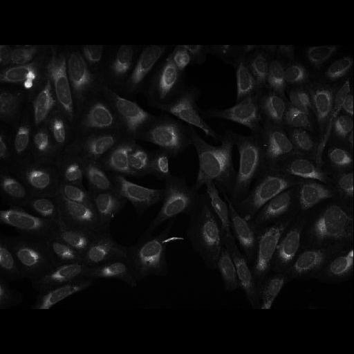  NCBI Organism:Homo sapiens; Cell Components:cell Biological process:response to chemical stimulus